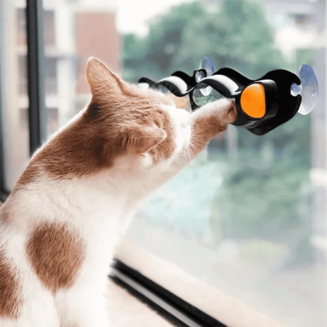 Brinquedo Pista de Bolinhas com Ventosas para Gatos