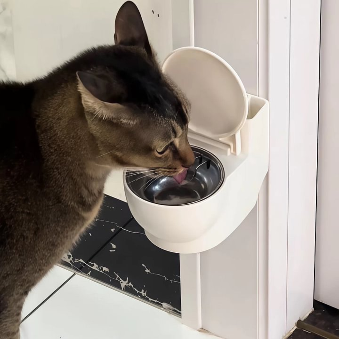 Bebedouro Privada para Gatos