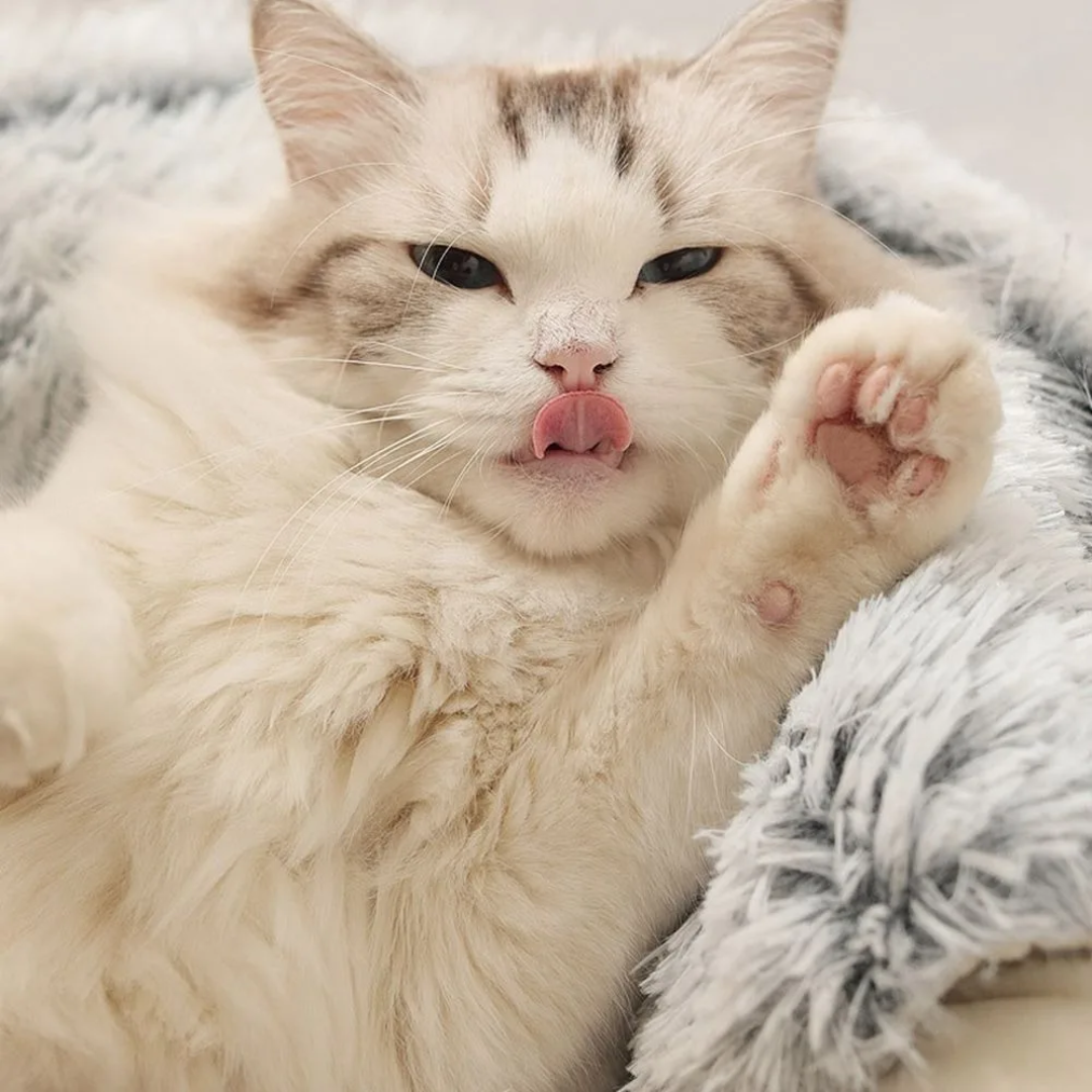 Cama Peludinha de Inverno para Gatos