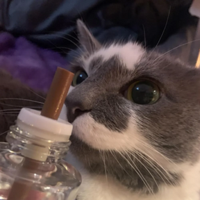 Difusor de Feromônios Calmantes para Gatos